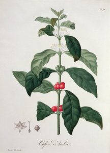 Coffea Arabica fra "Phytographie Medicale" af Joseph Roques (1772-1850), udgivet i 1821