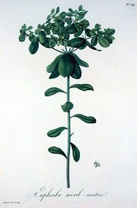 Euphorbia Helioscopia fra 