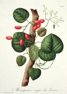 Menispermum fra 