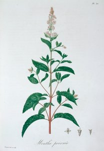 Mentha Piperita Pebermynte, 1821 af LFJ Hoquart