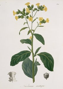 Nicotiana fra "Phytographie Medicale" af Joseph Roques (1772-1850), udgivet i 1821 af L.F.J. Hoquart