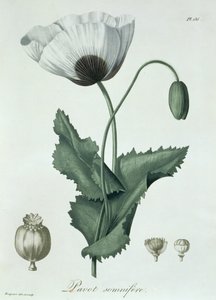 Papaver Somniferum fra 