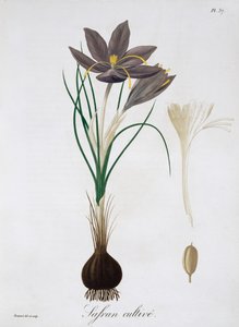 Safrankrokus, 1821. af LFJ Hoquart