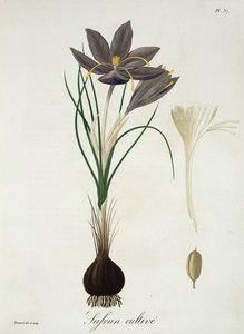Saffron Crocus fra 