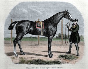 Den engelske væddeløbshest Eclipse. Illustration af Rouyer. af L. (after) Rouyer