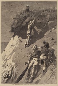 Raid på en sand-svalekoloni - "Hvor mange æg?" af Lagarde after Winslow Homer
