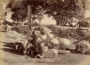 Hellige tyre i Warungal Fort