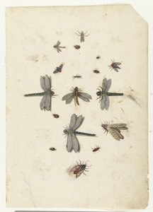 Guldsmede og flyvende insekter