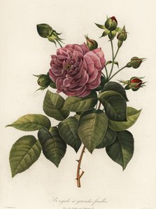 Bengalrose, Rosa chinensis sort, Storbladet Bengal af Langlois Langlois