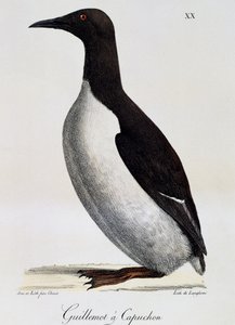 Almindelig lomvie (Uria aalge), fra malerisk rejse jorden rundt