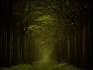 Stien gennem den mørke skov af Lars van de Goor †