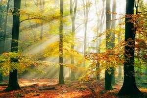  af Lars van de Goor †