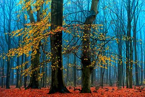  af Lars van de Goor †
