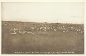 Lammelejren, 1894.