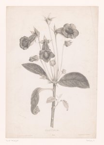 Gloxinia Gloyinia (titel på objekt) af Laure Devéria
