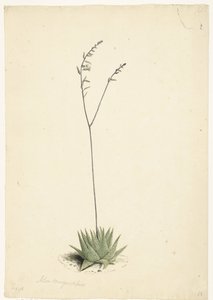 Blomstrende Aloe af Laurens Vincentsz. van der Vinne