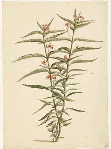 Blomstrende perikon (Asclepias curassavica) af Laurens Vincentsz. van der Vinne
