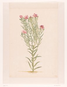 Plante med lyserøde blomster (titel på objekt) af Laurens Vincentsz. van der Vinne