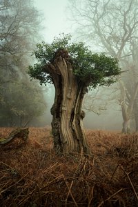 Gammel bonsai, 2025 (foto) af Lee Cooper