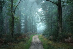 Mellem grene, 2023 (foto)