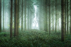 Bramble Path, 2023 (foto) af Lee Cooper