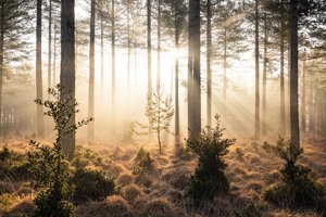 Emberwood, 2023 (foto) af Lee Cooper