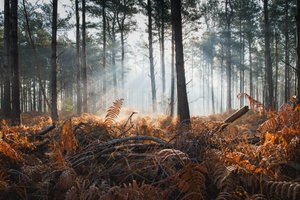 Fern  Fog, 2024 (foto) af Lee Cooper