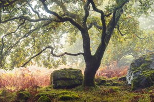 Forgotten Lands, 2024 (foto) af Lee Cooper