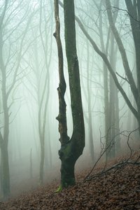Forgotten Woods, 2024 (foto) af Lee Cooper