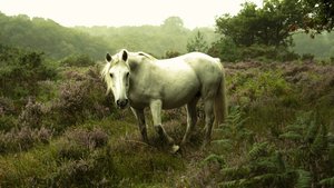 In the Gloaming, 2023 (foto) af Lee Cooper