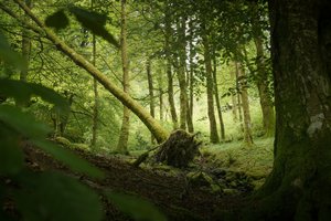 Sentinel Tree, 2024 (foto)