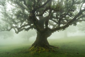 Fortællinger fra skoven, 2025 (foto)