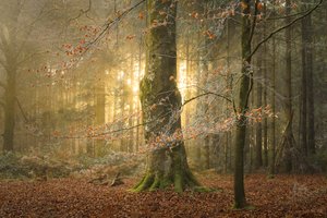 The Hollowing, 2023 (foto)