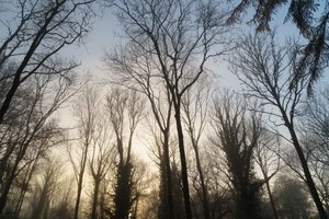 Woodland Reverie, 2023 (foto)