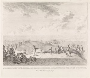 Finhval skyllede op på stranden ved Zandvoort Billede af Vin-Vis (...) strandet mellem Wyk aan Zee og Zandvoord, 18. november 1791 (titel på objekt)
