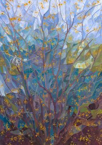 Troldnød i blomst, 2015