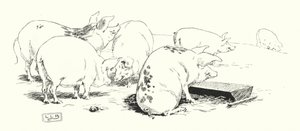 En langhalet gris eller en korthalet gris (gravering) af Leonard Leslie Brooke