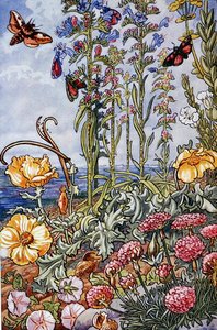 Illustration fra "Sea-Shore Life in Britain" trykt i 1947 (farve litografi)