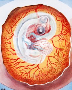 Fuglen udvikler sig i ægget (farvelitografi)