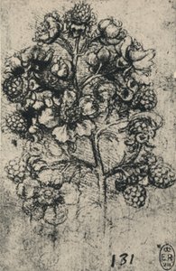 A Spray of Brambles, c1480 1945 af Leonardo da Vinci