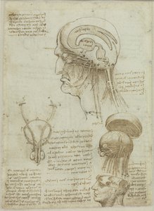 Et manuskriptark med anatomiske tegninger og noter, 1506-1508. af Leonardo da Vinci
