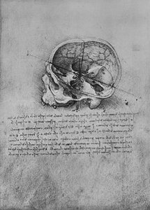 Anatomisk tegning af en kranie til venstre, c1480 1945 af Leonardo da Vinci