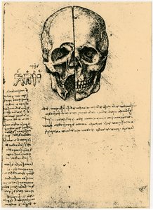 Anatomisk skitse af et menneskeskalle, c1472-1519 af Leonardo da Vinci