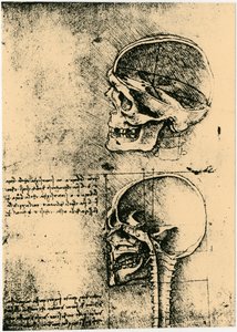 Anatomisk skitse, to undersøgelser af et menneskeskalle, c1489 af Leonardo da Vinci
