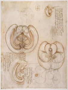 Anatomiestudien af Leonardo da Vinci