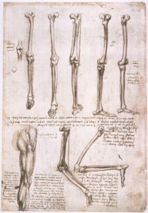 Anatomiestudien af Leonardo da Vinci