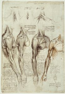 Anatomiestudien af Leonardo da Vinci