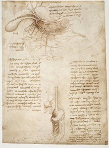 Anatomiestudien af Leonardo da Vinci