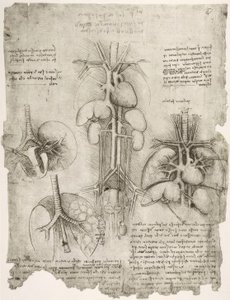 Anatomiestudien af Leonardo da Vinci