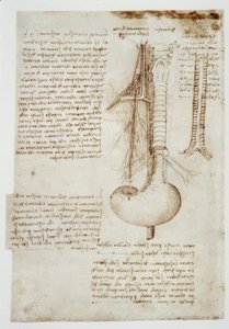 Anatomiestudien af Leonardo da Vinci